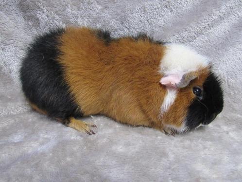 Enkele leuke (fok) beren, Dieren en Toebehoren, Knaagdieren, Mannelijk, Cavia, Mei