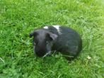 2 cavias nog geen jaar oud, Cavia, Juni, Mannelijk, Tam