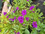 Zaden Calandrinia depressa, Verzenden, Volle zon