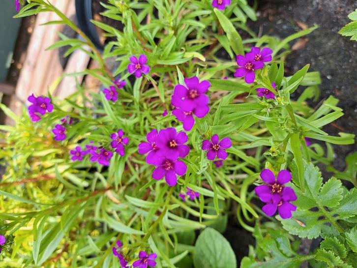 Zaden Calandrinia depressa, Tuin en Terras, Bloembollen en Zaden, Volle zon, Verzenden