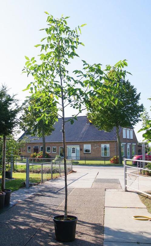 Walnotenboom broadview bucaneer vereedelde walnotenboom, Tuin en Terras, Planten | Bomen, Overige soorten, 100 tot 250 cm, Volle zon