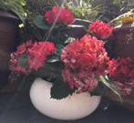 Terracotta bloempot groot 36cm wit bol bonsai lage pot handw, Gebruikt, Rond, Binnen, Ophalen of Verzenden