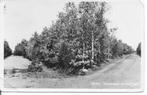 Beilen Staatsbossen Driesprong., Ophalen of Verzenden, 1940 tot 1960, Gelopen, Drenthe