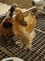 Brahma hennen, Dieren en Toebehoren, Pluimvee, Vrouwelijk, Kip