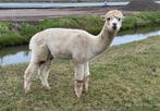 2 x alpaca, Mannelijk, Schaap