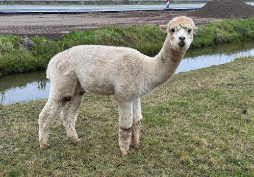 2 x alpaca, Dieren en Toebehoren, Schapen, Geiten en Varkens, Schaap, Mannelijk