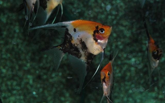 Hobbyaquarium Pterophyllum Scalare Koi Goldhead Redcheek, Dieren en Toebehoren, Vissen | Aquariumvissen, Zoetwatervis, Vis, Schoolvis