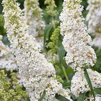 Vlinderstruik (Buddleja) stekjes (wit), Tuin en Terras, Planten | Struiken en Hagen, Ophalen, Vlinderstruik
