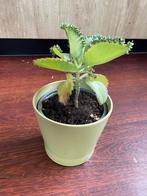 Moeder van 1000 met pot, Ophalen, Vetplant, Halfschaduw, In pot