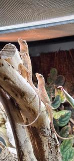 Anolis cupreus (nakweek), Hagedis, 0 tot 2 jaar