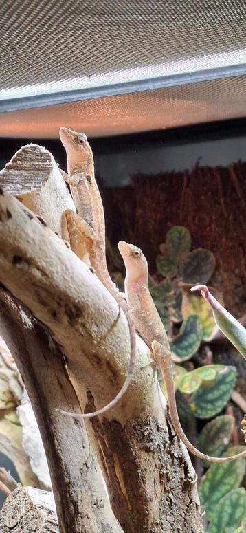 Anolis cupreus (nakweek) beschikbaar voor biedingen