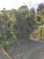 3 grote pollen bamboe Fargesia, Vaste plant, Bloeit niet, Halfschaduw, Ophalen