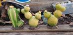 3 beeldjes van cactus, Ophalen of Verzenden