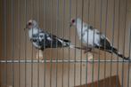 Bonte Diamantduiven, Mannelijk, Tropenvogel, Geringd