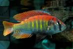 Ontdek ons uitgebreid assortiment Malawi cichlide 50soorten, Dieren en Toebehoren, Vissen | Aquariumvissen, Vis