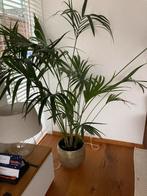 Kamerplant, Ophalen, Palm, Halfschaduw, 100 tot 150 cm
