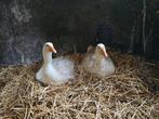 Eieren gans of grote eend gezocht, Mannelijk