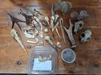 diverse skeleten, Verzamelen, Dierenverzamelingen, Ophalen of Verzenden, Gebruikt, Vogel, Beeldje of Figuurtje