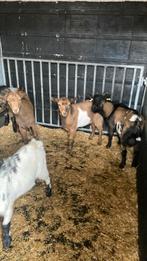 Enkel dek bokken, Dieren en Toebehoren, Schapen, Geiten en Varkens, Meerdere dieren, Geit, 0 tot 2 jaar