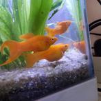 Molly's zwart en oranje, Dieren en Toebehoren, Vis, Zoetwatervis