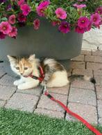 Rex kittens, Dieren en Toebehoren, Katten en Kittens | Overige Katten, Meerdere dieren, Kortharig, 0 tot 2 jaar