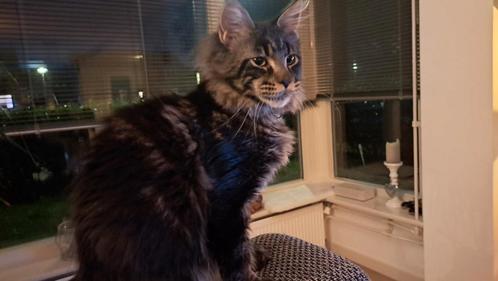 Tekoop,  lieve Maine Coon broers, Dieren en Toebehoren, Katten en Kittens | Overige Katten, Kater