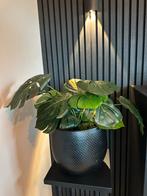 Kunst Monstera Gatenplant - Prachtige Decoratie!, Ophalen, Volledige schaduw, Overige soorten, In pot