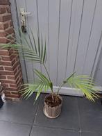 Areca Palm, Ophalen, Palm, Halfschaduw, In pot