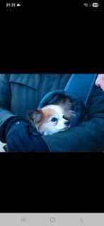 Hondeoppas gezocht bij oppas thuis, Dieren en Toebehoren, Januari, Vrouwelijk