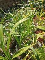 diverse planten, Tuin en Terras, Planten | Tuinplanten, Ophalen, Zomer, Overige soorten, Volle zon