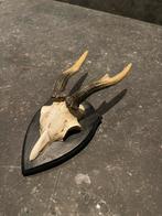 Schedel met Hoorns op Plankje, Antiek en Kunst, Ophalen