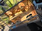 Terrarium, Dieren en Toebehoren, Reptielen en Amfibieën | Toebehoren, Ophalen, Zo goed als nieuw, Terrarium of Paludarium