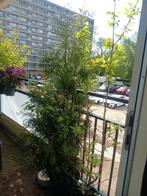 Bomen, Overige soorten, 250 tot 400 cm, Zomer, Ophalen