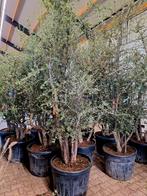 Quercus suber meerstam (kurkeik) 🌳, Tuin en Terras, Planten | Bomen, Ophalen, Bloeit niet, Volle zon, Overige soorten