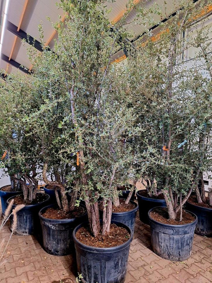 Quercus suber meerstam (kurkeik) 🌳, Tuin en Terras, Planten | Bomen, Overige soorten, Volle zon, Bloeit niet, Ophalen
