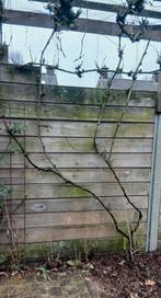 3 Druivenranken, kersenboom en vijgenstruik, Tuin en Terras, Ophalen, Minder dan 100 cm, Overige soorten