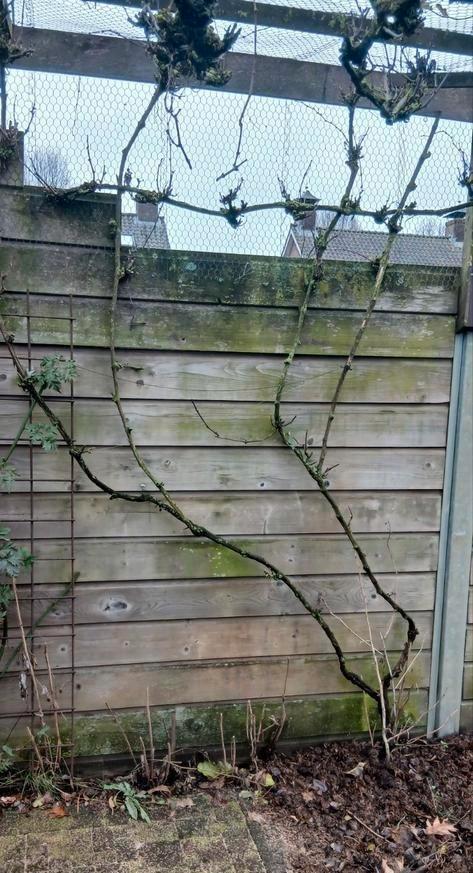 3 Druivenranken, kersenboom en vijgenstruik, Tuin en Terras, Planten | Fruitbomen, Overige soorten, Minder dan 100 cm, Ophalen