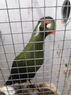 Overjarige toerako man, Dieren en Toebehoren, Mannelijk