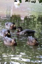 Kwakertjes eenden, Dieren en Toebehoren, Pluimvee, Meerdere dieren, Eend