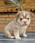 Franse bulldog puppy isabella visual eA husky Beschikbaar, Rabiës (hondsdolheid), 8 tot 15 weken, Bulldog, Meerdere