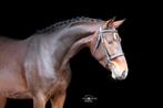 4 jarige spring merrie cicero x vigaro, Dieren en Toebehoren, Paarden, Merrie, Springpaard, Met stamboom, Zadelmak