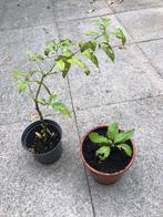 2 Jalapeños planten, Ophalen, Overige soorten, Volle zon