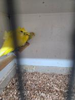 Hagoromo.s, Meerdere dieren, Parkiet