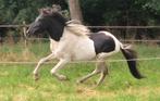IJslander, Dieren en Toebehoren, Paarden, Minder dan 160 cm, Gechipt, 0 tot 2 jaar, Hengst
