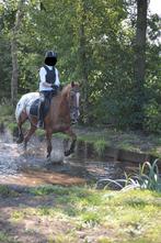 Lieve E pony aangeboden, Ruin, E pony (1.48m - 1.57m), Recreatiepony, 11 jaar of ouder