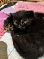 We hebben een mooi donkergekleurd vrouwtje te koop, Dieren en Toebehoren, Katten en Kittens | Overige Katten, Poes
