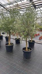 Prachtige Olijfbomen!, Bloeit niet, 100 tot 250 cm, Olijfboom, Ophalen