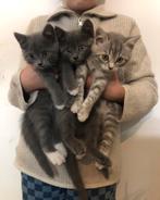 Prachtige grijze kittens - Britse Korthaar x Blauwe Rus, Dieren en Toebehoren, Katten en Kittens | Raskatten | Korthaar, Meerdere dieren