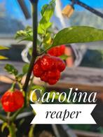 Pittige pepers! Carolina Reaper, Madame Jeanette, jalapeno, Tuin en Terras, Planten | Tuinplanten, Zomer, Ophalen of Verzenden