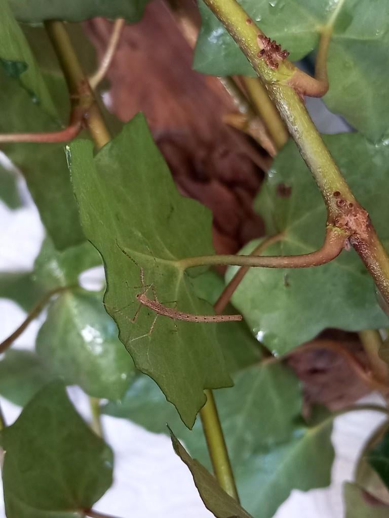 Wandelende takken, Dieren en Toebehoren, Insecten en Spinnen, Wandelende tak